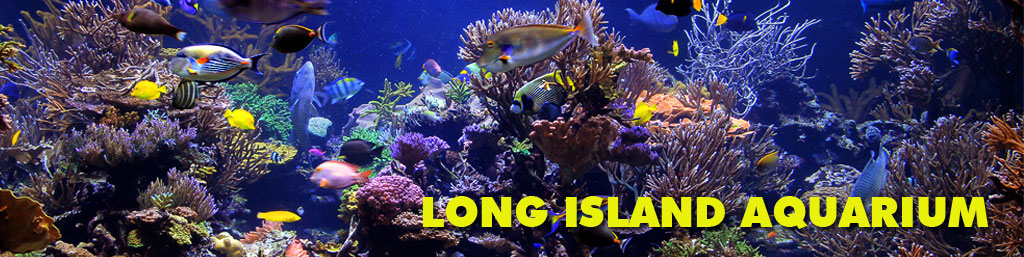 Longisland Aquarium 